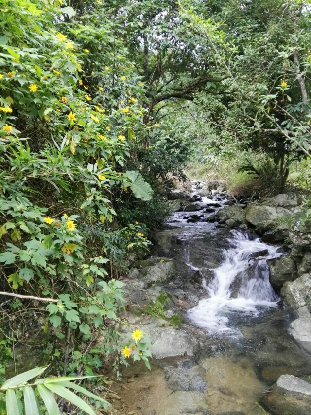 Wuzhishan Tropical Rainforest