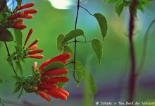 Kareela Golf & Social Club景点图片