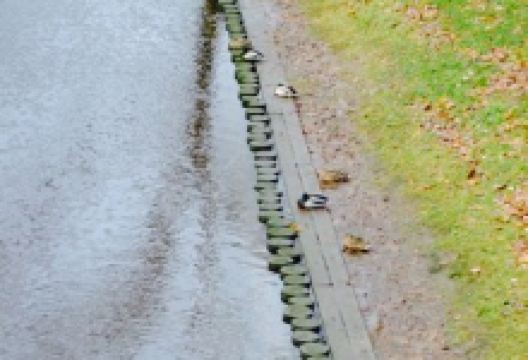 Tea House "Silva"美食图片