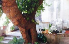 Ristorante Il Bacio餐厅图片