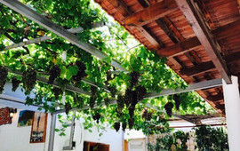 Zorba's Taverna