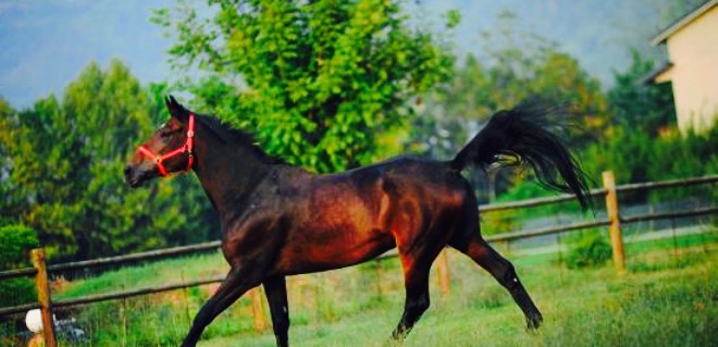 Cascina del Sole - RistoRanch餐厅图片