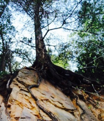 Garlands Oak Creek Lodge