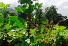 Farm Educativa Don Juan美食图片
