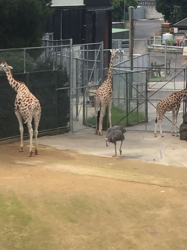 Auckland Zoo