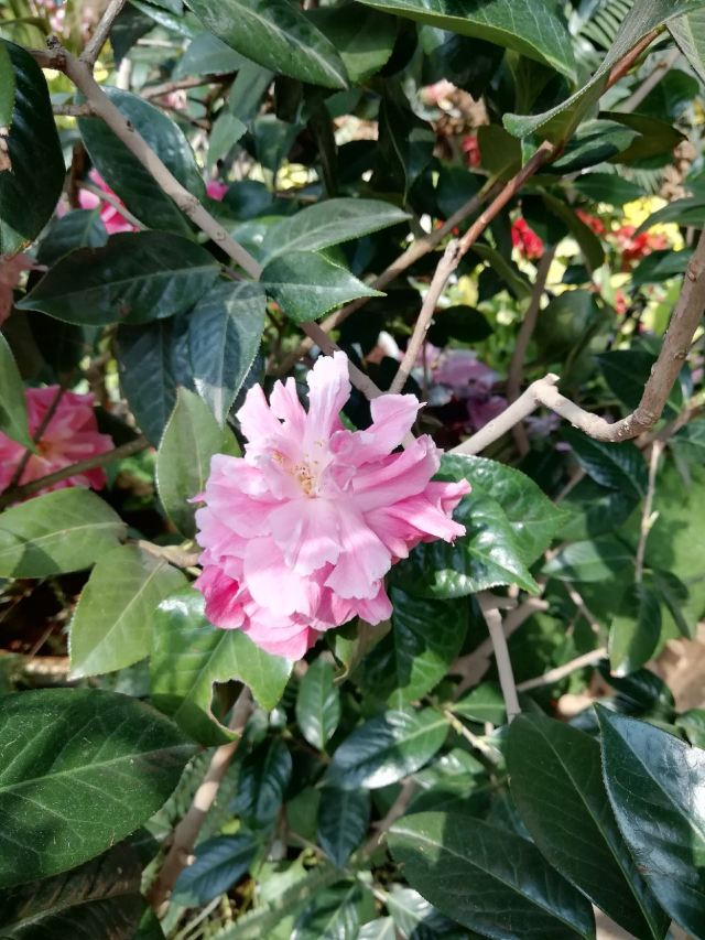 City of Flower