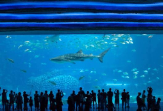 珠海长隆海洋王国·鲸鲨馆景点图片
