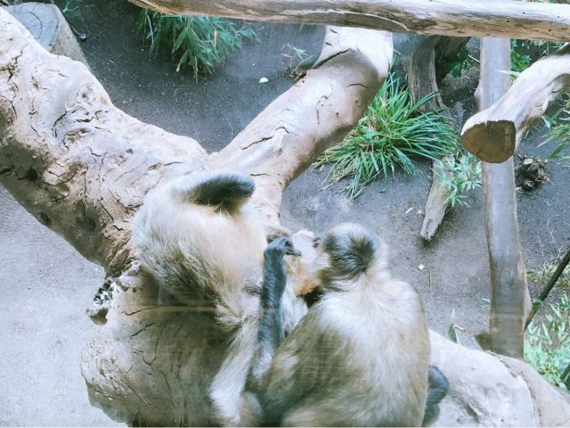 Melbourne Zoo