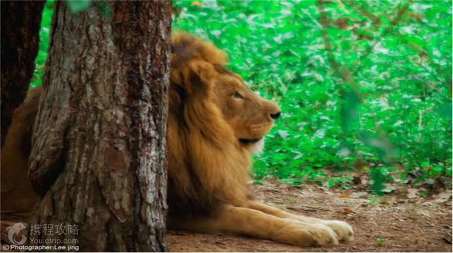 武漢九峰森林動物園