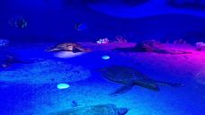 海龟自然保护区-惠东-doris圈圈