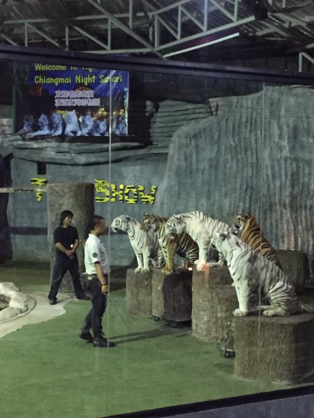 치앙마이 동물원