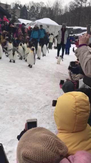 旭川动物园企鹅巡游