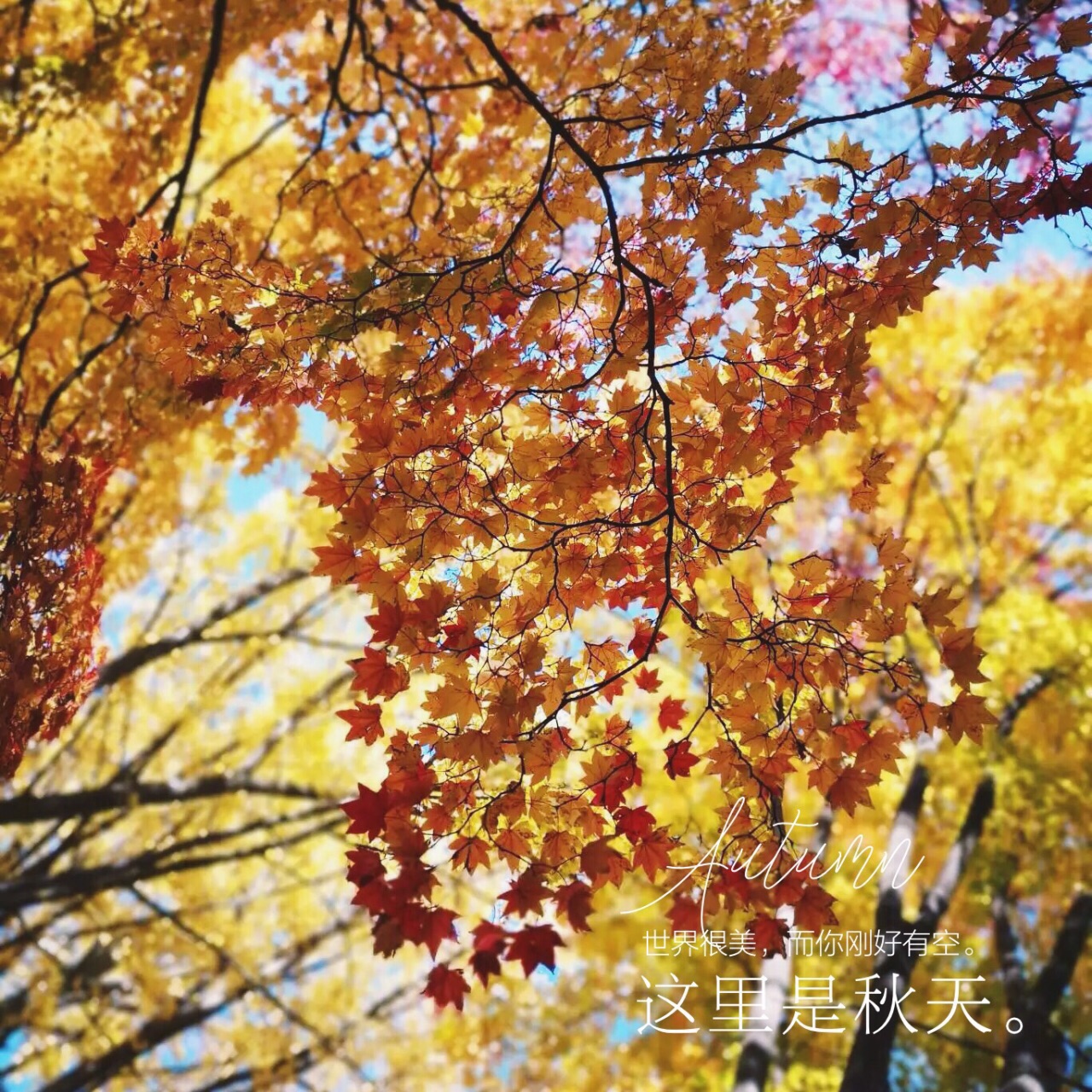一路饱和色的秋日北海道大学