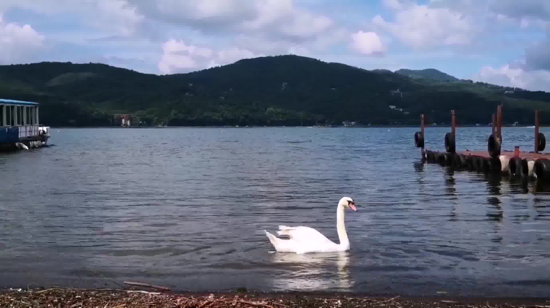 路遇萌宠之大白鹅