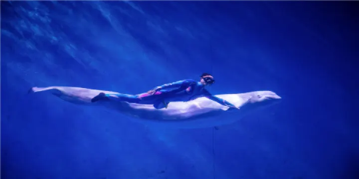 蕪湖新華聯大白鯨海洋公園