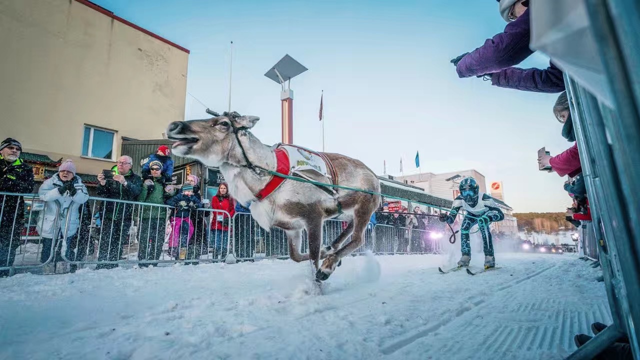 激动人心，亲身体验芬兰赛鹿节