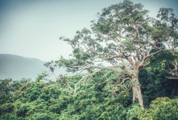 【亚龙湾热带天堂森林公园汽车纯玩一日游（精品大团）】三亚往返【纯玩无购物】