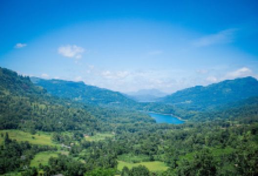 Mackwoods茶厂景点图片