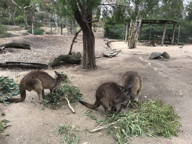 Melbourne Zoo