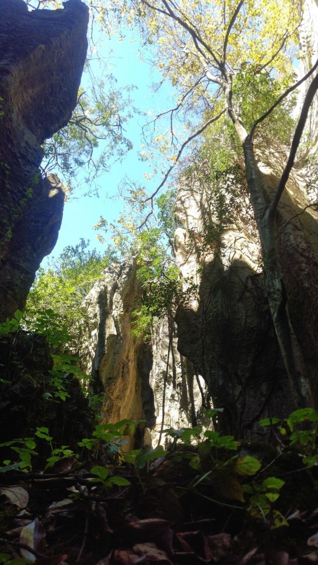 Stone Forest