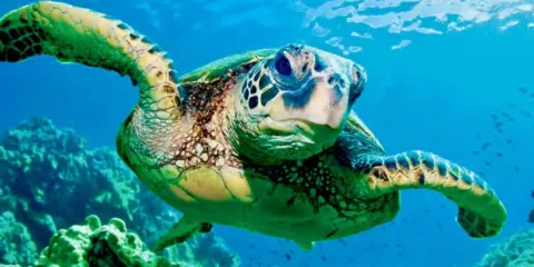 美娜多躍海大魚