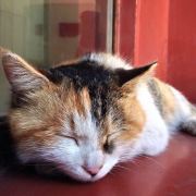 雯子的世界没有忧伤