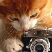 熬夜的小小小小米