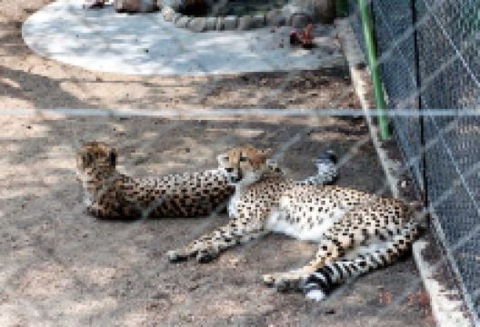 Hoedspruit Endangered Species Centre景点图片