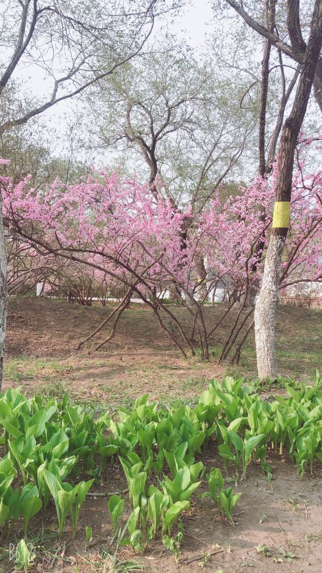 西岗公园旅行图片 4