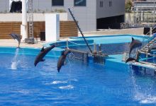 巴拉德罗海豚馆景点图片