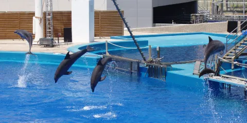 巴拉德羅海豚館