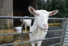 Foel Farm Park景点图片