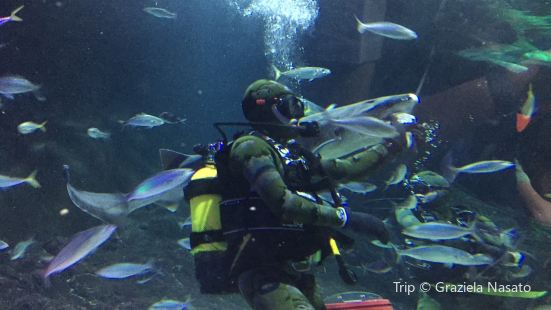 Kelly Tarlton's SEA LIFE Aquarium