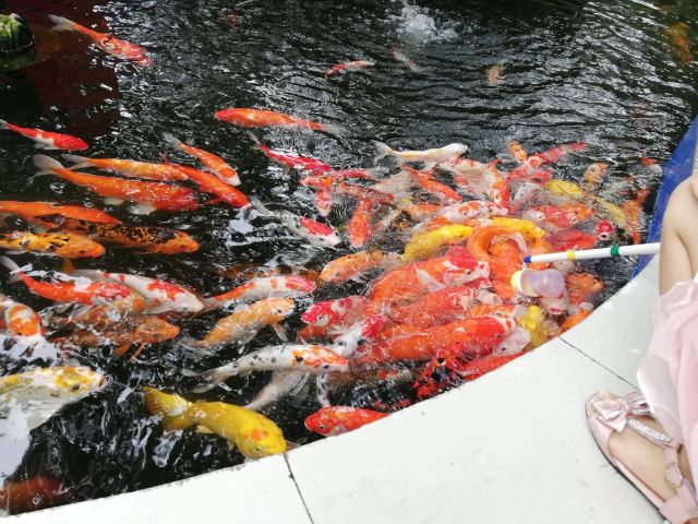 东莞人民公园旅行图片 2