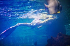 泉州游记图片] 海豚，美人鱼，潜水，打卡石狮，探秘神奇的海洋世界