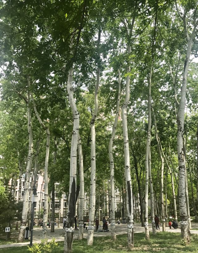 昌平公园旅行图片 5