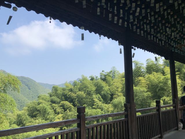 Nanshan Bamboo Sea