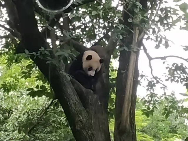 Chengdu Research Base of Giant Panda Breeding