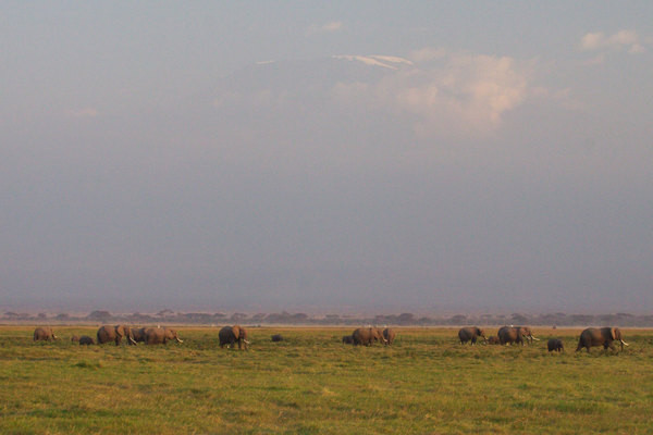 Amboseli的动物都很悠闲，这里也有角马，可是他们不迁徙也有足够的食物，比在马赛马拉和塞伦盖蒂草