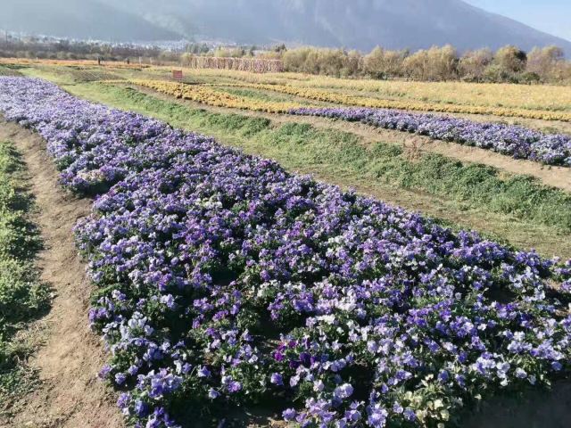 雪山花海乐园旅行图片 1