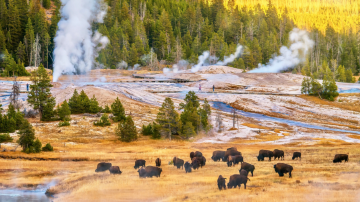 Yellowstone National Park