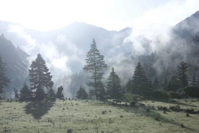 九洞山省级森林公园旅行图片 4