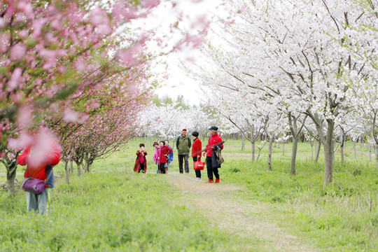小长假亲子自驾游记:盐官古镇观潮公园、樱花林、房车营地、海神庙、金庸书院