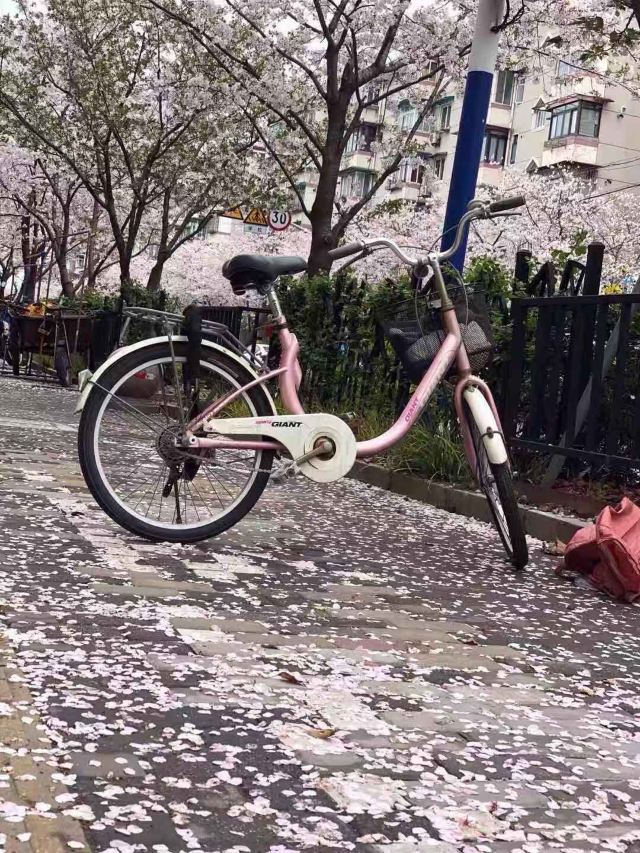 新江湾城公园旅行图片 2