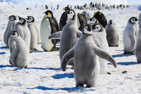 南极洲游记图片] 一盒酸辣粉激励的南极潜水行程记录