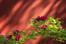 御花园-北京-天羽手杖