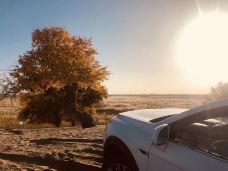 塔里木沙漠公路-且末-乐乐大乐乐dolores