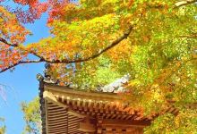 子安神社景点图片