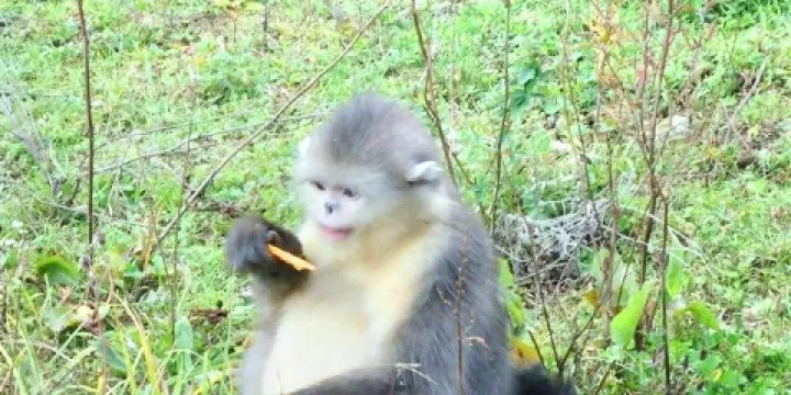 塔城滇金絲猴國家公園