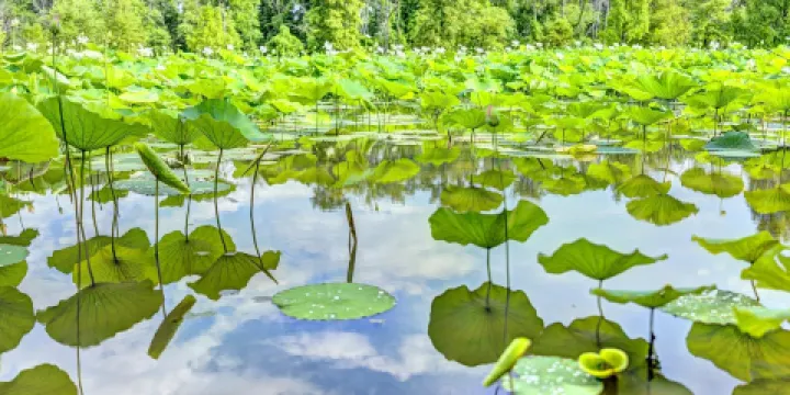 華盛頓的荷花